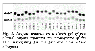 Text Box:  
Fig. 1. Isozyme analysis on a starch gel of pea plastid isozyme aspartate aminotransferase of the RILs segregating for the fast and slow AAT-2 allozymes.
