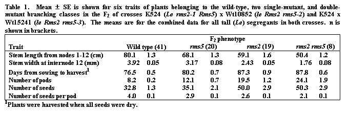Text Box: Table 1.  Mean  SE is shown for six traits of plants belonging to the wild-type, two single-mutant, and double-mutant branching classes in the F2 of crosses K524 (Le rms2-1 Rms5) x Wt10852 (le Rms2 rms5-2) and K524 x Wt15241 (le Rms2 rms5-3).  The means are for the combined data for all tall (Le) segregants in both crosses.  n is shown in brackets.
	F2 phenotype
Trait	Wild type (41)	rms5 (20)	rms2 (19)	rms2 rms5 (8)
Stem length from nodes 1-12 (cm)	80.1	1.3	68.1	1.3	59.1	1.6	50.4	1.2
Stem width at internode 12 (mm)	3.92	0.05	3.17	0.08	2.43	0.05	1.76	0.08
Days from sowing to harvest1 	76.5	0.5	80.2	0.7	87.3	0.9	87.8	0.6
Number of pods	8.2	0.2	12.1	0.7	19.5	1.2	24.1	1.9
Number of seeds	32.8	1.3	35.1	2.1	50.0	2.9	50.3	2.9
Number of seeds per pod	4.0	0.1	2.9	0.1	2.6	0.1	2.1	0.1
1Plants were harvested when all seeds were dry.
