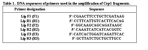 Text Box: Table 1.  DNA sequences of primers used in the amplification of Cop1 fragments.
Primer designation	Sequence
	
Lip F1 (F1)	5-CGAACTTCCTGCTCGATAAG
Lip R1 (R1)	5-CCTTCATTGTCACTTCACAG
Lip F2 (F2)	5-GGCAAGCAGCAGATAAGC
Lip R2 (R2)	5-CAAATCATCATCACGGTC
Lip F3 (F3)	5-CATCACTGGATCAGATTCAC
Lip R3 (R3)	5-GCTTATCTGCTGCTTGCC
	

