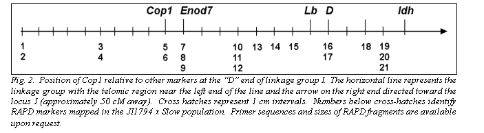 Text Box:  
Fig. 2.  Position of Cop1 relative to other markers at the D end of linkage group I.  The horizontal line represents the linkage group with the telomic region near the left end of the line and the arrow on the right end directed toward the locus I (approximately 50 cM away).  Cross hatches represent 1 cm intervals.  Numbers below cross-hatches identify RAPD markers mapped in the JI1794 x Slow population.  Primer sequences and sizes of RAPD fragments are available upon request.
