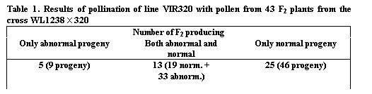 Подпись: Table 1. Results of pollination of line VIR320 with pollen from 43 F2 plants from the cross WL1238 x 320 
Number of F2 producing
Only abnormal progeny	Both abnormal and normal	Only normal progeny
5 (9 progeny)	13 (19 norm. + 33 abnorm.)	25 (46 progeny)

