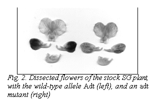 Подпись:  
Fig. 2. Dissected flowers of the stock SG plant, with the wild-type allele Adt (left), and an adt mutant (right)
