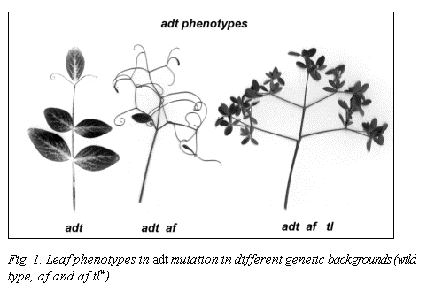 Подпись:  

Fig. 1. Leaf phenotypes in adt mutation in different genetic backgrounds (wild type, af and af tlw)
