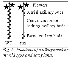 Подпись:  
Fig. 1.  Positions of axillary meristems in wild type and sax plants.
