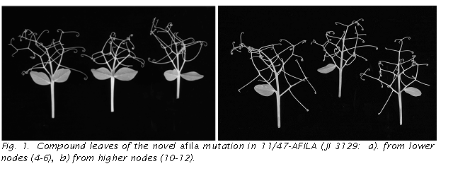 Text Box:    
Fig. 1.  Compound leaves of the novel afila mutation in 11/47-AFILA (JI 3129:  a). from lower nodes (4-6),  b) from higher nodes (10-12). 
